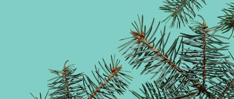 Banho de Floresta: Guia Essencial para Melhorar Sua Saúde