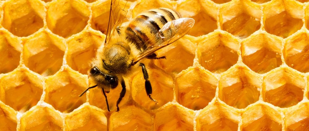 5 Benefícios das Abelhas Essenciais para a Sua Saúde