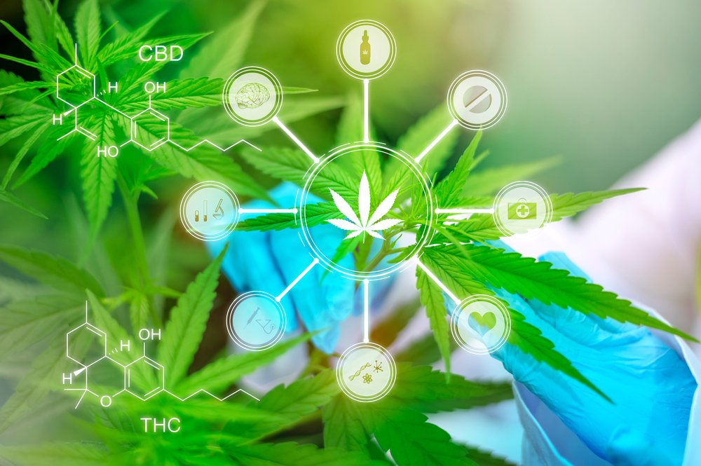 Clínica de Cannabis Medicinal: Guia Essencial para Dor Crônica