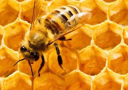 5 Benefícios das Abelhas Essenciais para a Sua Saúde