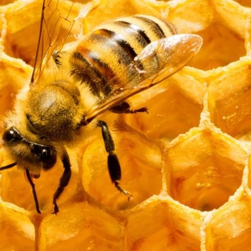 5 Benefícios das Abelhas Essenciais para a Sua Saúde