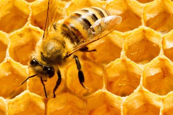 5 Benefícios das Abelhas Essenciais para a Sua Saúde