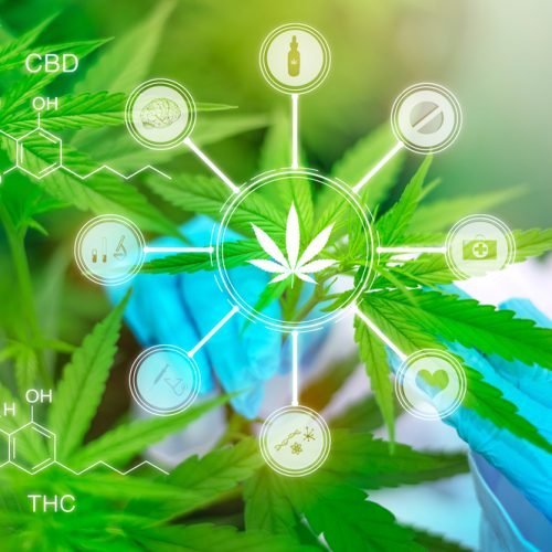 Clínica de Cannabis Medicinal: Guia Essencial para Dor Crônica